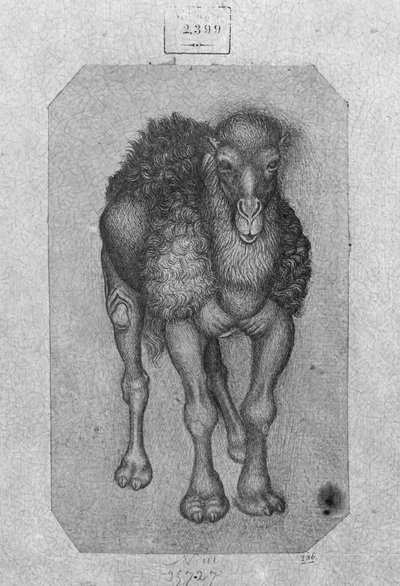 Dromedar, aus dem Vallardi-Album von Antonio Pisanello